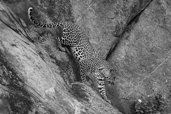 Mono Leopard 바위를 갑니다 — 스톡 사진