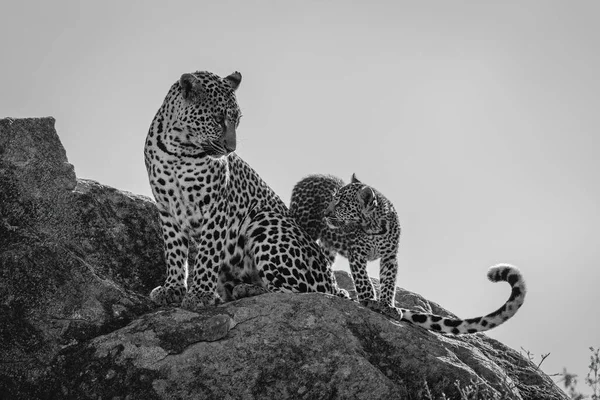 Моно Леопард Сидит Скале — стоковое фото