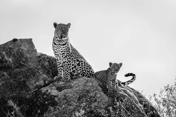 Моно Леопард Сидить Біля Пташеня Скелі — стокове фото