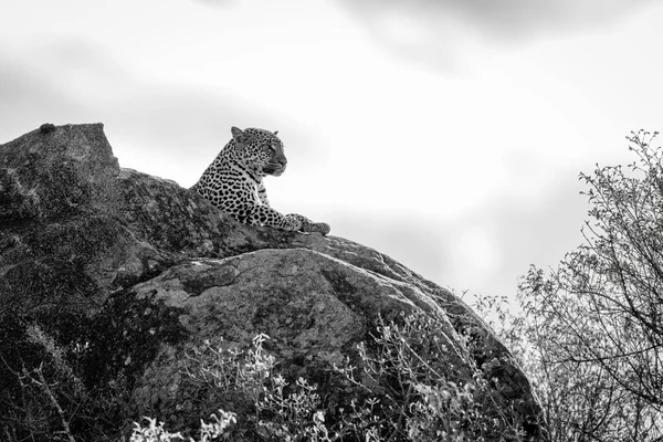 Mono Leopard Auf Felsigem Felsvorsprung Über Bäumen — Stockfoto