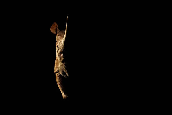 Rhinoceros Fica Lado Iluminado Olhando Diretamente Para Câmera — Fotografia de Stock