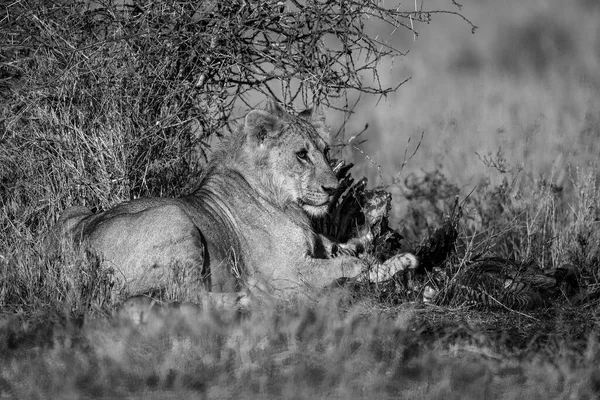 Lion Mâle Mono Gît Avec Une Carcasse Sanglante — Photo