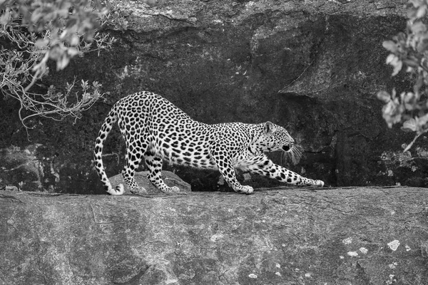 Mono Leopard Starts Stretch Ledge — Stock Photo, Image