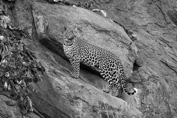 Моно Леопард Стоит Скале Оглядываясь Назад — стоковое фото