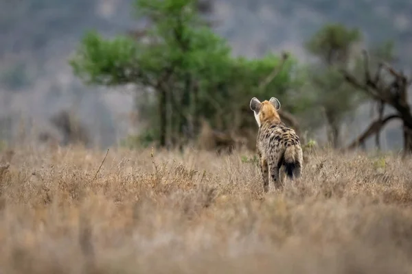 Hyène Tachetée Dresse Balayage Savane Vers Les Arbres — Photo