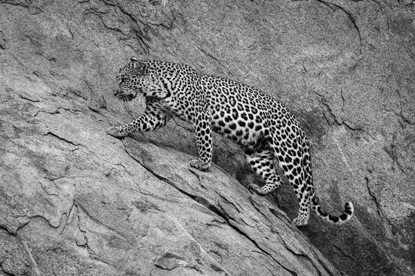 Mono Leopard Walks Steep Rock Face — Stock Photo, Image