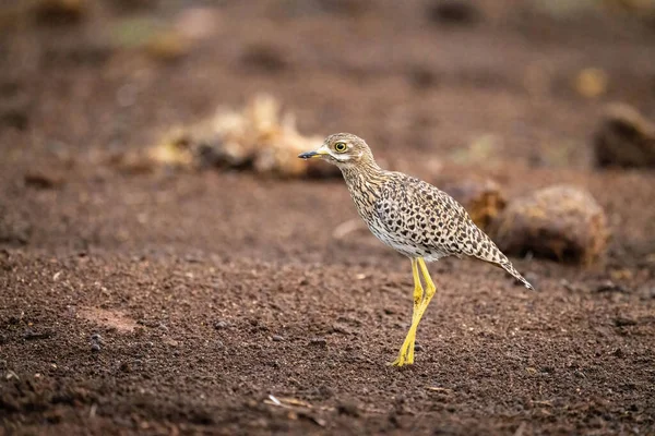 Spotted Thick Knee Stands Profile Ground — Stock Photo, Image