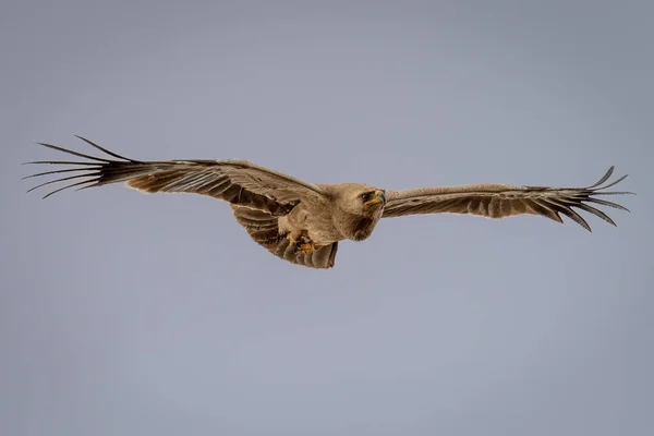 털북숭이 독수리는 하늘을 가로질러 카메라를 미끄러지듯 날아간다 — 스톡 사진