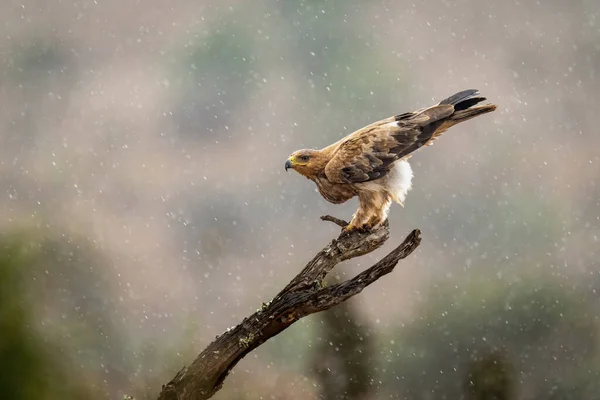 Tawny eagle crouches on branch in rain