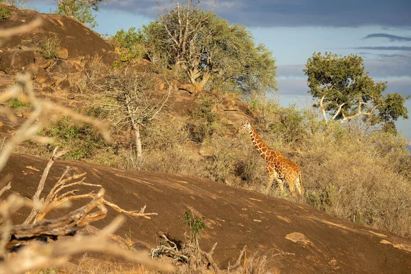 Reticulated Giraffe Climbs Rocky Outcrop Bushes — Stock Photo, Image