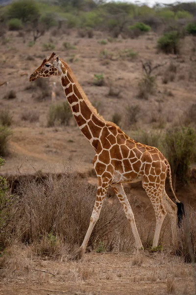 Сетчатый Жираф Пересекает Саванну Через Сухие Кусты — стоковое фото