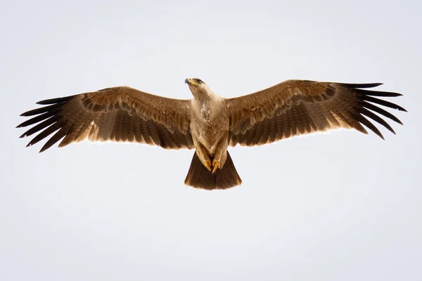 Seeadler Gleitet Mit Ausgebreiteten Flügeln Über Den Himmel — Stockfoto
