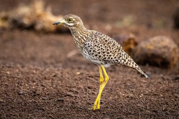 Spotted Thick Knee Stands Ground Bending Leg — Stock Photo, Image