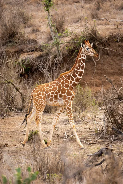 Сетчатый Жираф Ходит Вдоль Сухого Мелкого Оврага — стоковое фото