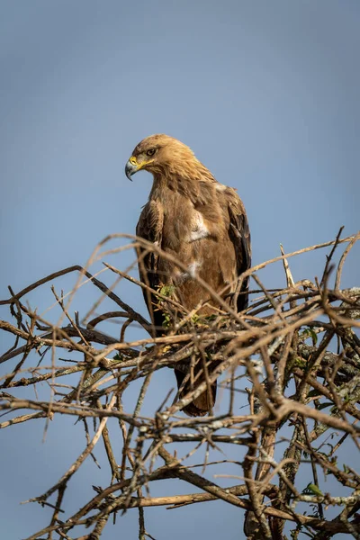 Tawny Eagle Guarda Giù Dal Trespolo Illuminato Dal Sole — Foto Stock