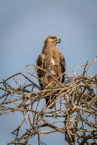 Águila Tawny Ramas Enredadas Abre Boca — Foto de Stock
