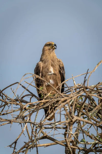 Tawny Eagle Tangle Branches Opening Mouth — 图库照片