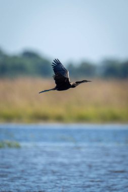 Afrika dartı gün ışığında nehrin üzerinde uçar
