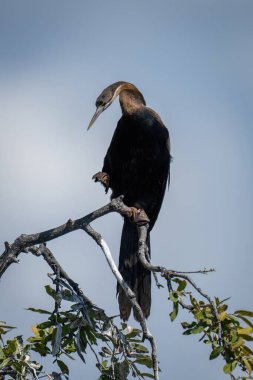 Boynunu kıvıran yapraklı dalda Afrika dartı