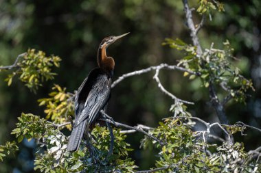 Yapraklı dala vuran Afrika dartı