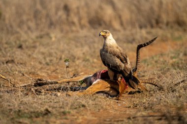 Tawny Eagle ölü bir Impala 'nın üzerinde duruyor.