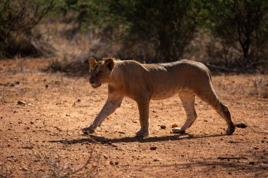 Genç erkek aslan patisini kaldırarak karşıya geçiyor.