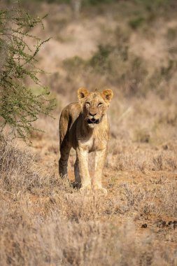Genç erkek aslan kameraya bakıyor.