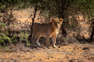 Genç erkek aslan dikilip ağaçlara bakıyor.
