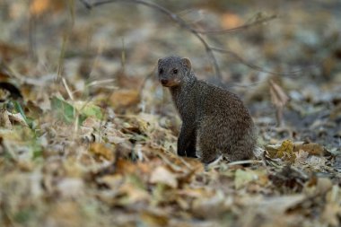 Gruplu firavun faresi kameraya doğru dönüyor.