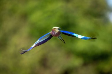 Arkaplanda ağaç olan eflatun göğüslü patenler.