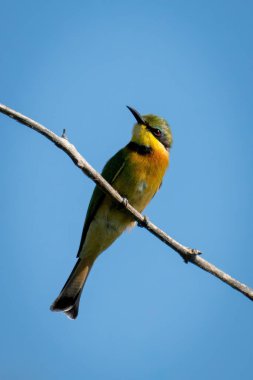 Küçük arı yiyici horozlar ölü dala kafa atıyor.