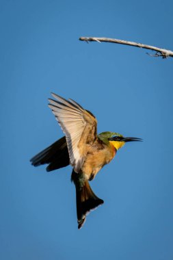 Küçük arı yiyici, mavi gökyüzünün altında kanat çırpar