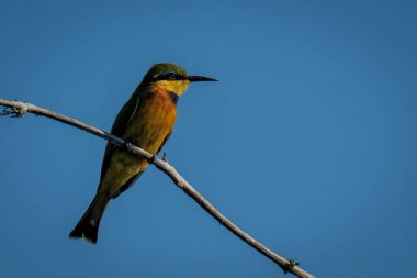 Küçük arı yiyici suratlar ölü dalların üzerinde