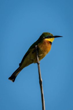 Ölü dalda profil yiyen küçük arı yiyici