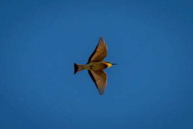 Kanatları açık uçan küçük arı yiyici