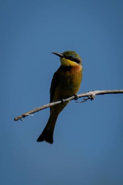 Küçük arı yiyici elinde fenerle kameraya bakıyor.