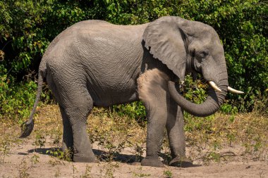 Afrika fili yan tarafa kum püskürtüyor.