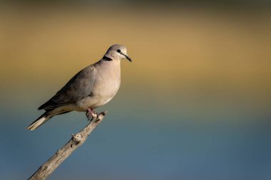 Boyunduruk güvercin altın ışıkta