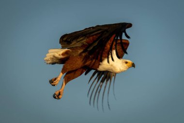 Afrika balık kartalı altın ışıkta uçar