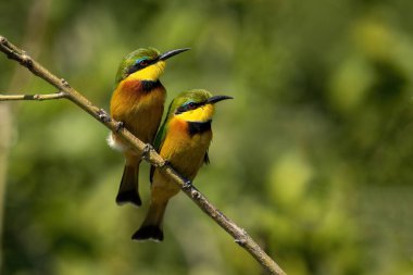 Çapraz dalda yan yana iki küçük arı yiyici.