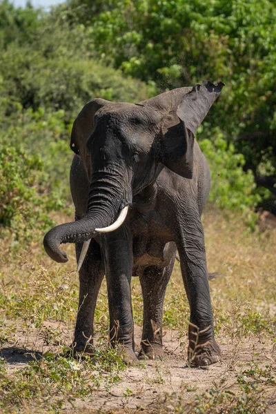 Αφρικανικός Ελέφαντας Στέκεται Κουνώντας Κεφάλι Στον Ήλιο — Φωτογραφία Αρχείου
