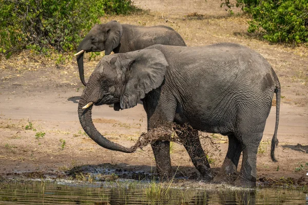 Elefante Africano Fica Pulverizando Lama Lado Outro — Fotografia de Stock