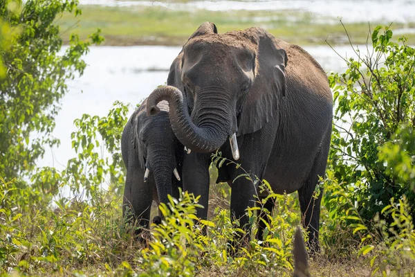 Αφρικανικός Ελέφαντας Στέκεται Μοσχάρι Θάμνους — Φωτογραφία Αρχείου