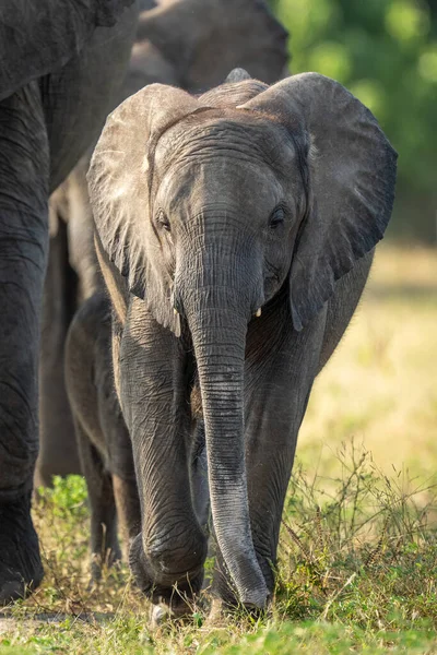Elefante Africano Caminha Através Grama Com Rebanho — Fotografia de Stock