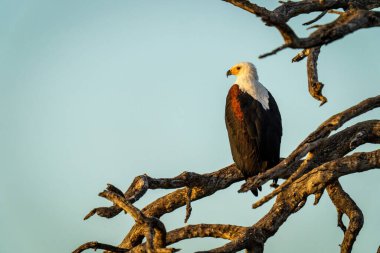 African fish eagle on branches under blue sky