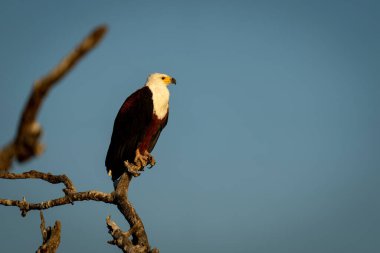 African fish eagle on tree watching camera