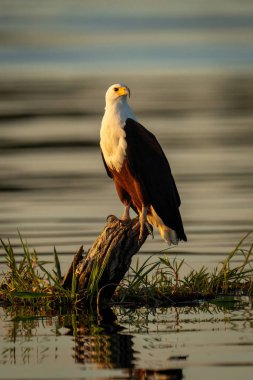 African fish eagle on stump in river