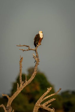 African fish eagle on tree staring ahead