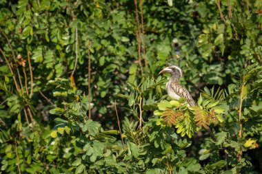 African grey hornbill on bush with catchlight