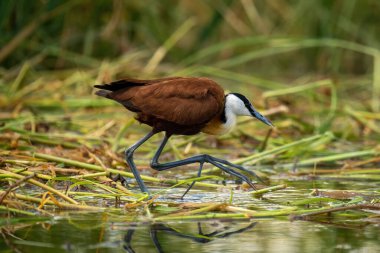 African jacana walks across grass in river